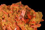 Bright Orange Crocoite Crystal Cluster - Tasmania #171726-1